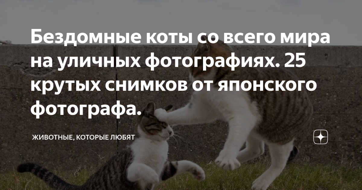 Тебе нравятся картинки с котами и тусить со скотами