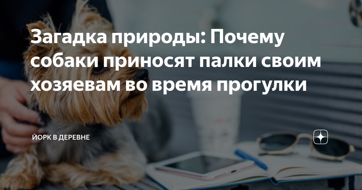 Забавное развлечение