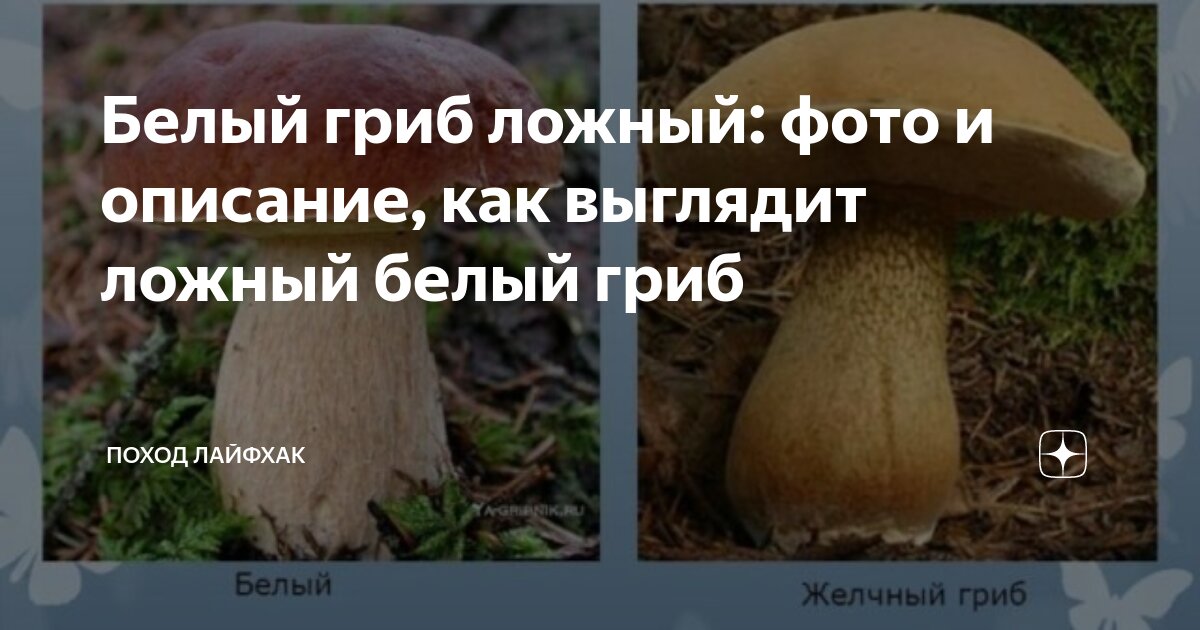 Как выглядят ложные белые Программа "Хочу все знать. Желчный гриб" 2024, Старооскольский район дата и ме