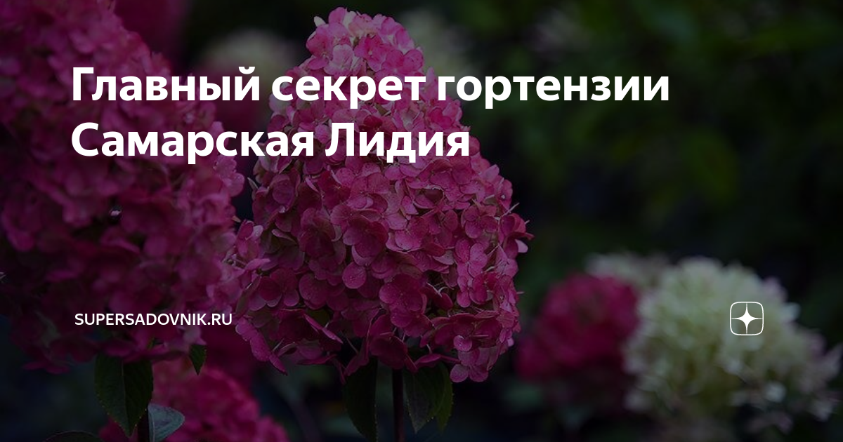 Обрезка самарской лидии. Обрезка самарской лидии. Обрезка самарской лидии. Обрезка самарской лидии. Обрезка самарской лидии.