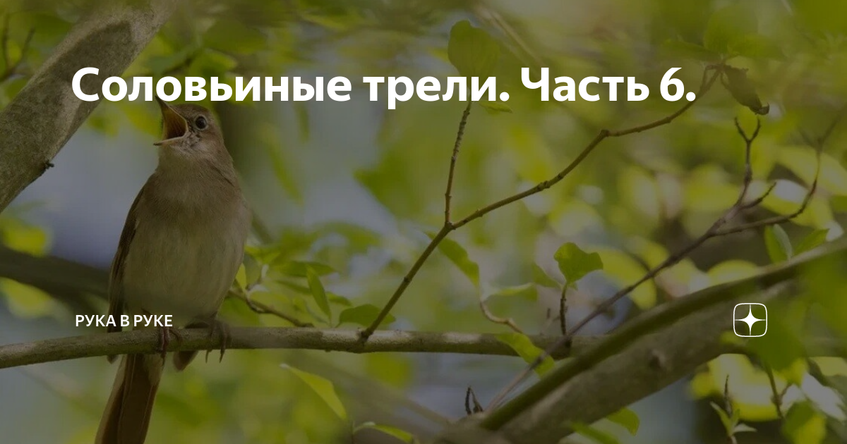 Соловьиные трели. Часть 6. | Рука в руке | Дзен