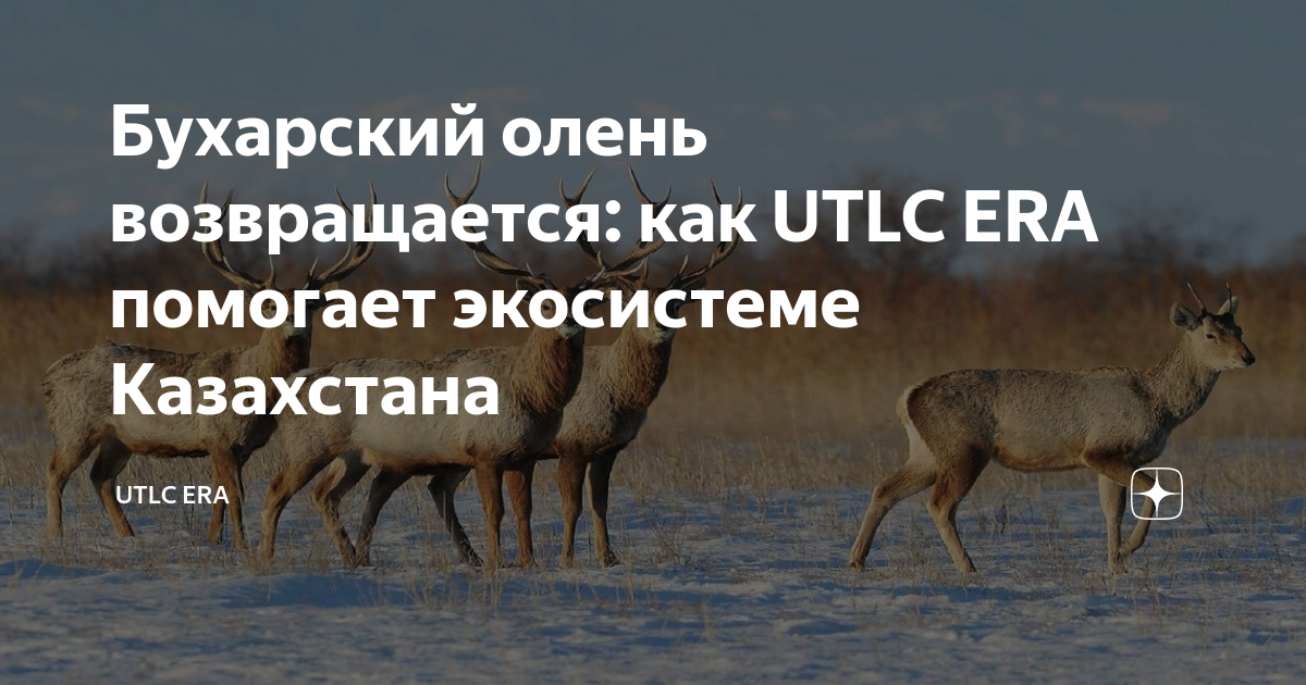 Бухарский олень возвращается: как UTLC ERA помогает экосистеме Казахстана |  UTLC ERA | Дзен