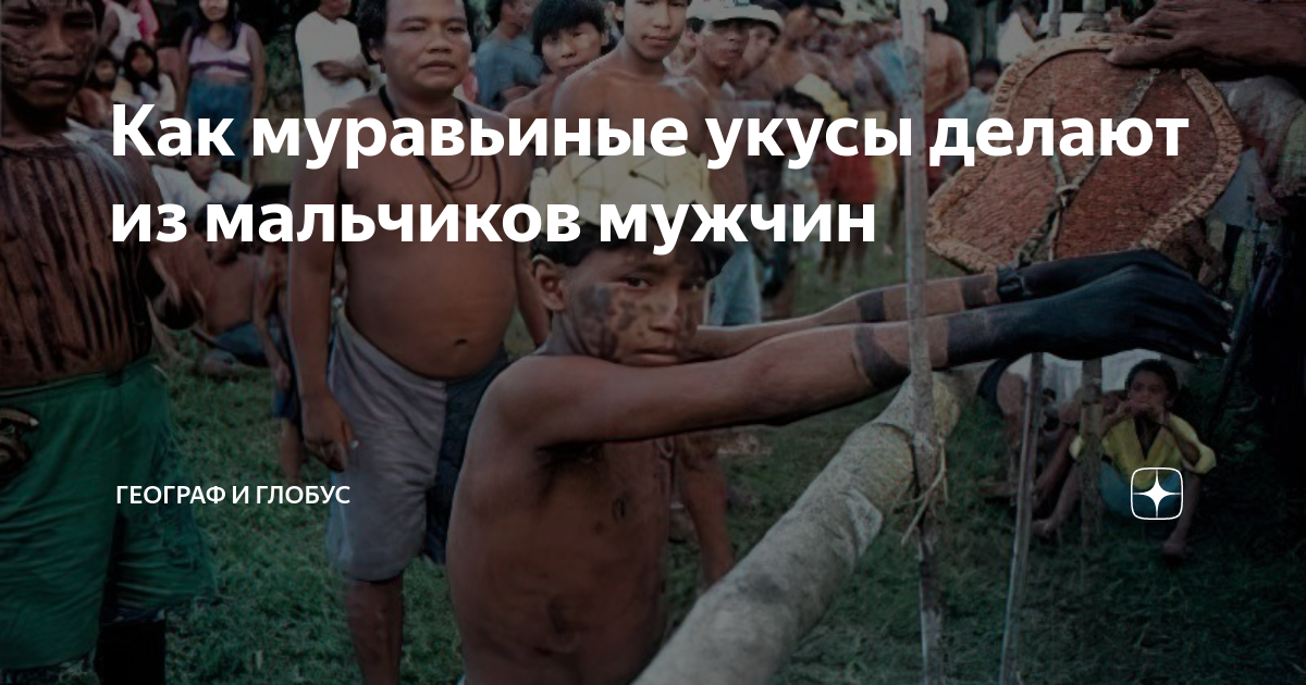 Как муравьиные укусы делают из мальчиков мужчин | Географ и глобус | Дзен