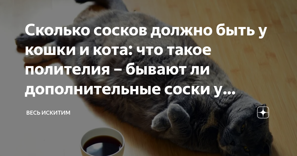 Как выкормить котенка | Фонд 