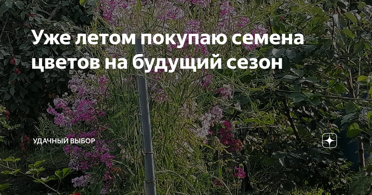 Уже летом покупаю семена цветов на будущий сезон | уДачный выбор | Дзен