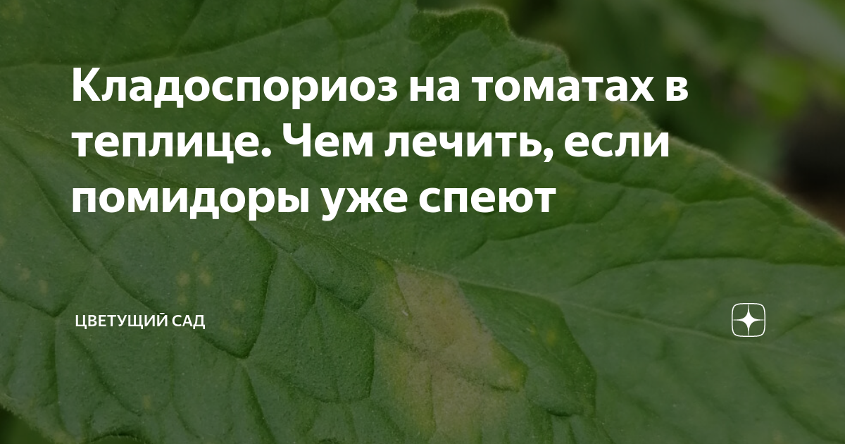 Кладоспориоз на томатах в теплице. Чем лечить, если помидоры уже спеют ...