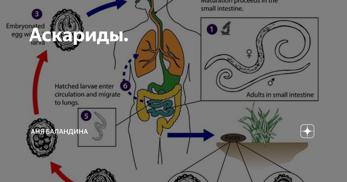 Цикл развития человеческой аскариды