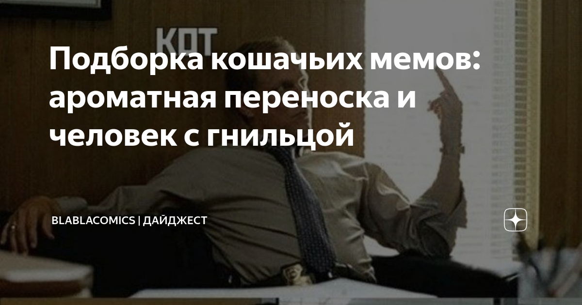 Подборка кошачьих мемов: ароматная переноска и человек с гнильцой ...