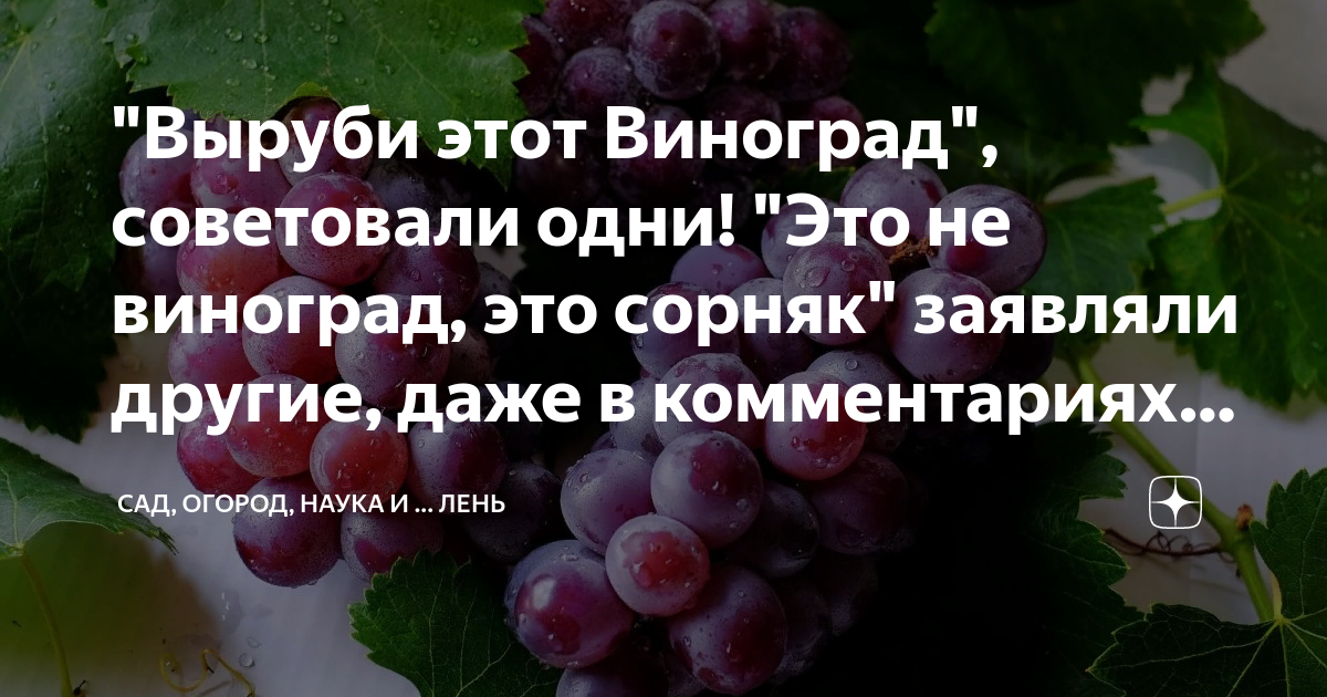 "Выруби этот Виноград", советовали одни! "Это не виноград, это сорняк ...