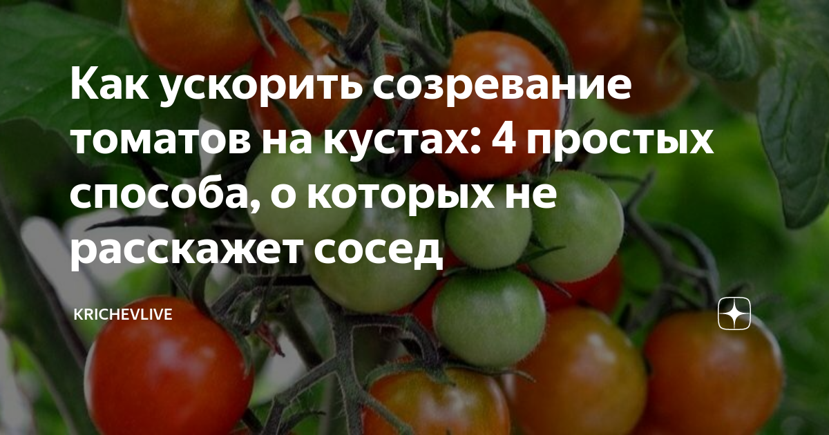 Где хранить спелые помидоры. Техническая зрелость томатов. Ускорить созревание томатов. Как созревают помидоры. Как правильно собирать помидоры на дозревание