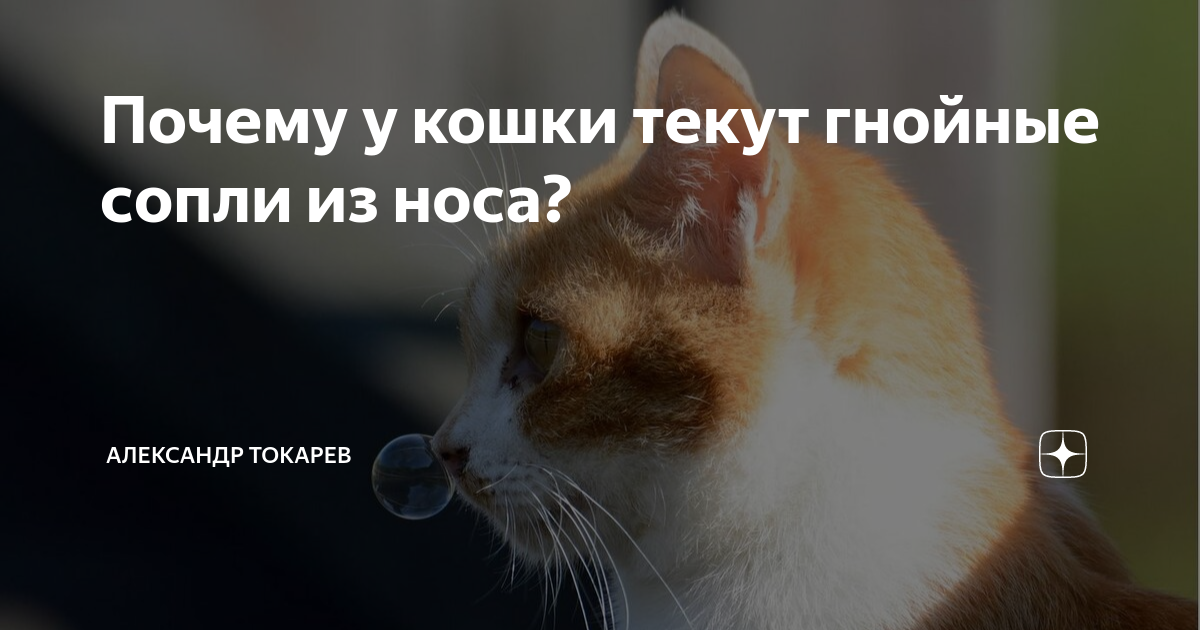 У кота из носа сопли. Почему у кошки идет кровь из носа. Почему у кошек в носу грязь. Сколько кошка течет дней. Почему у кошек соленый нос.