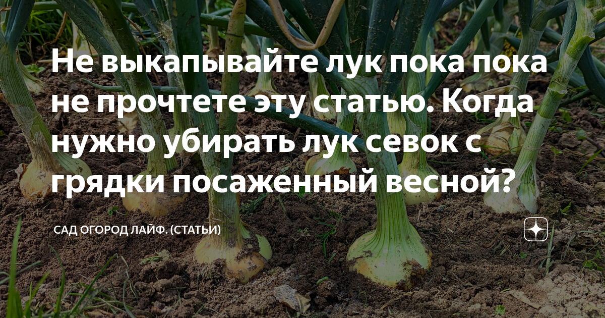 Когда убирать лук на урале с грядки. Лук севок в огороде. Когда убирать лук с грядки. Как выкапывают лук. Когда убирать лук севок
