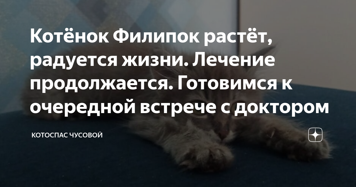 Котёнок Филипок растёт, радуется жизни. Лечение продолжается. Готовимся ...