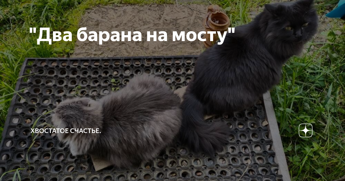 Хвостатое счастье дзен буся. Потеряшка Калуга. Найден кот Калуга. Потеряшки Калуга кошки. Потеряшки Боровск