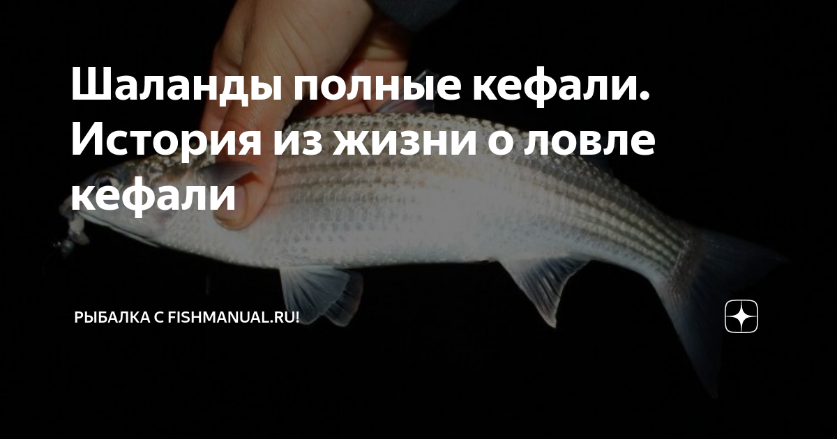 Шаланды полные кефали ноты для баяна. Ловля кефали ночью. Шаланды полные кефали текст. На что ловить кефаль. Кефали текст.