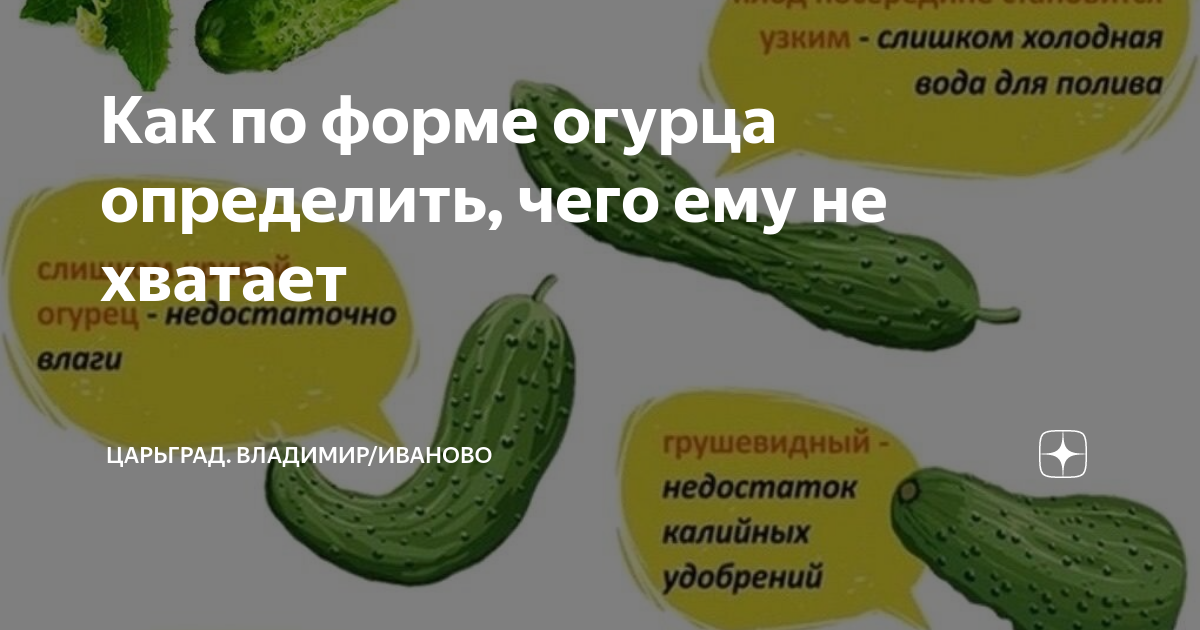 Деформация огурцов. Чего огурцам не хватает по форме плода определить. Чего не хватает огурцам по форме. Сорт огурцов с белым кончиком. Огурцы по форме.