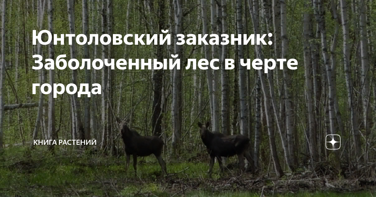 заболоченный лес 4 буквы