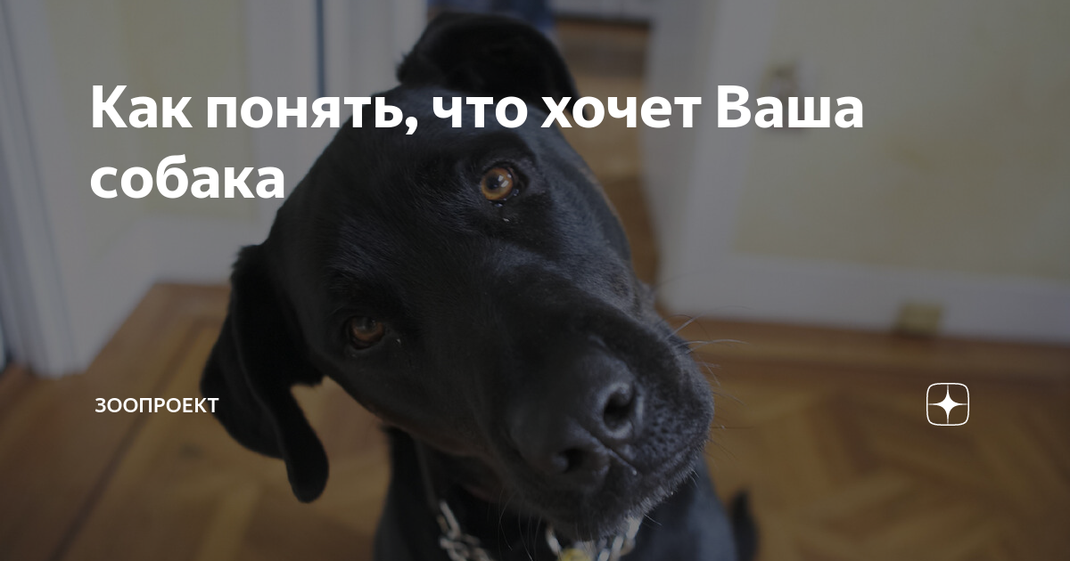 как понять что ваша собака вас не любит