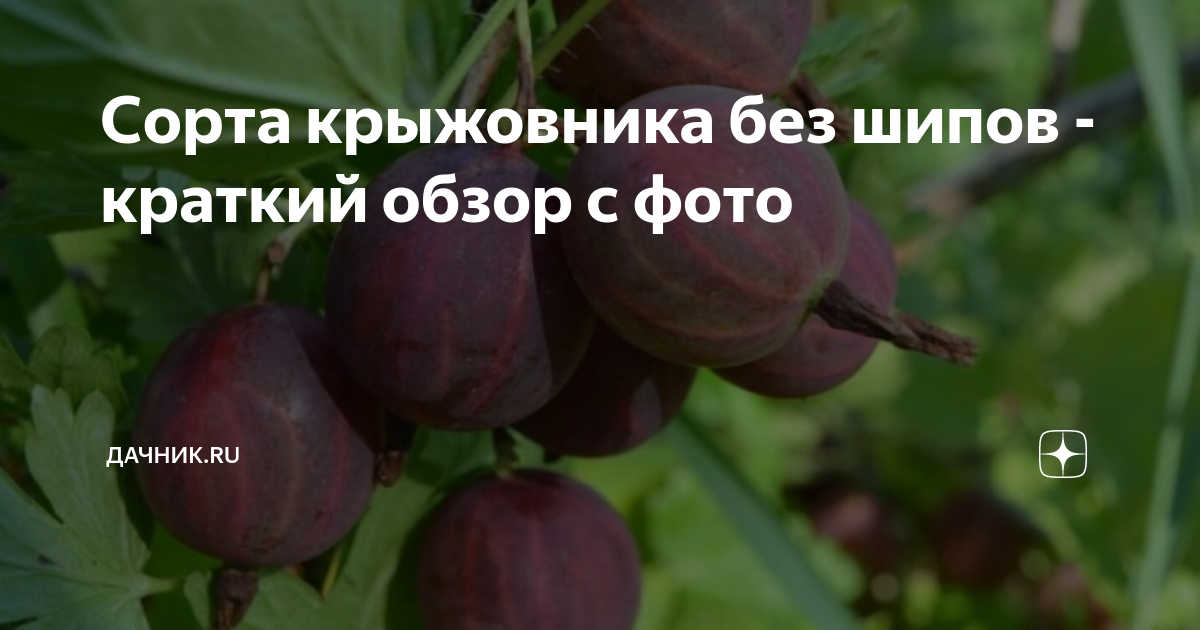 Сорта крыжовника без шипов - краткий обзор с фото | Дачник.RU | Дзен
