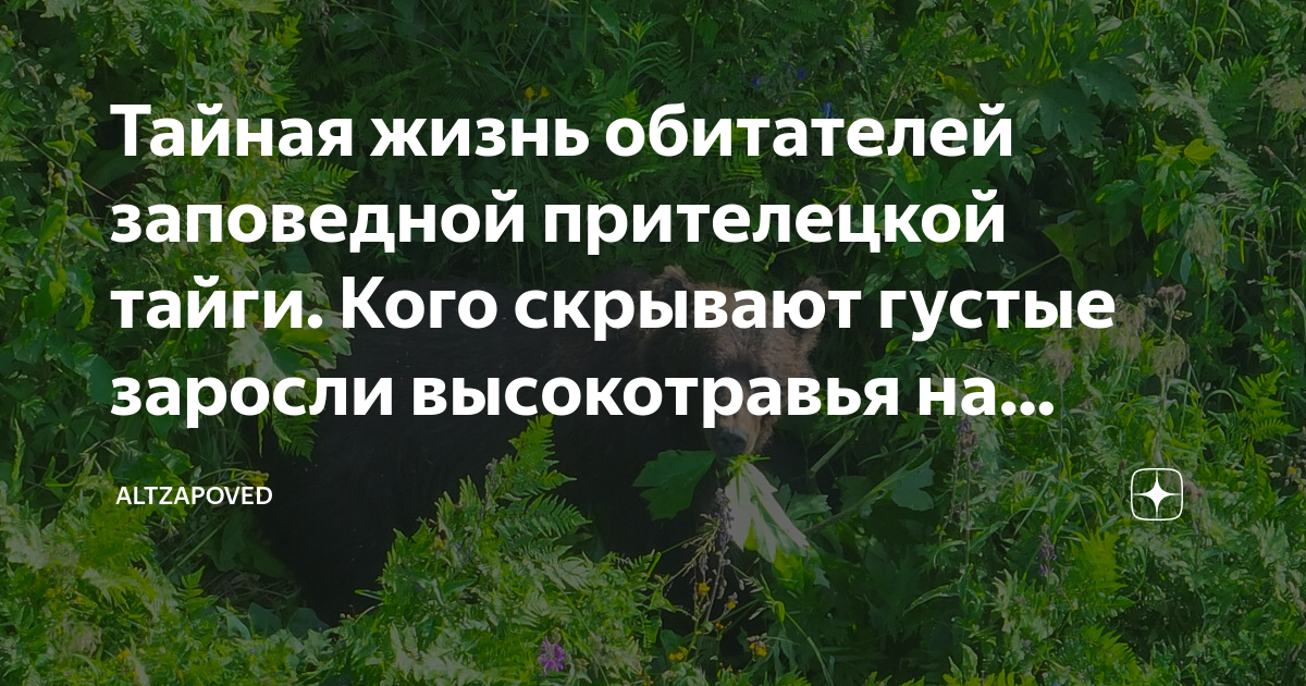 Песня тайная тайга. Виды высокотравья. Секреты тайги.