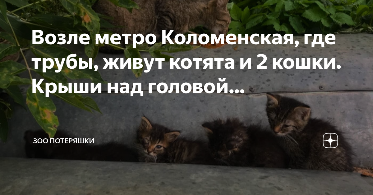 Как живут котята