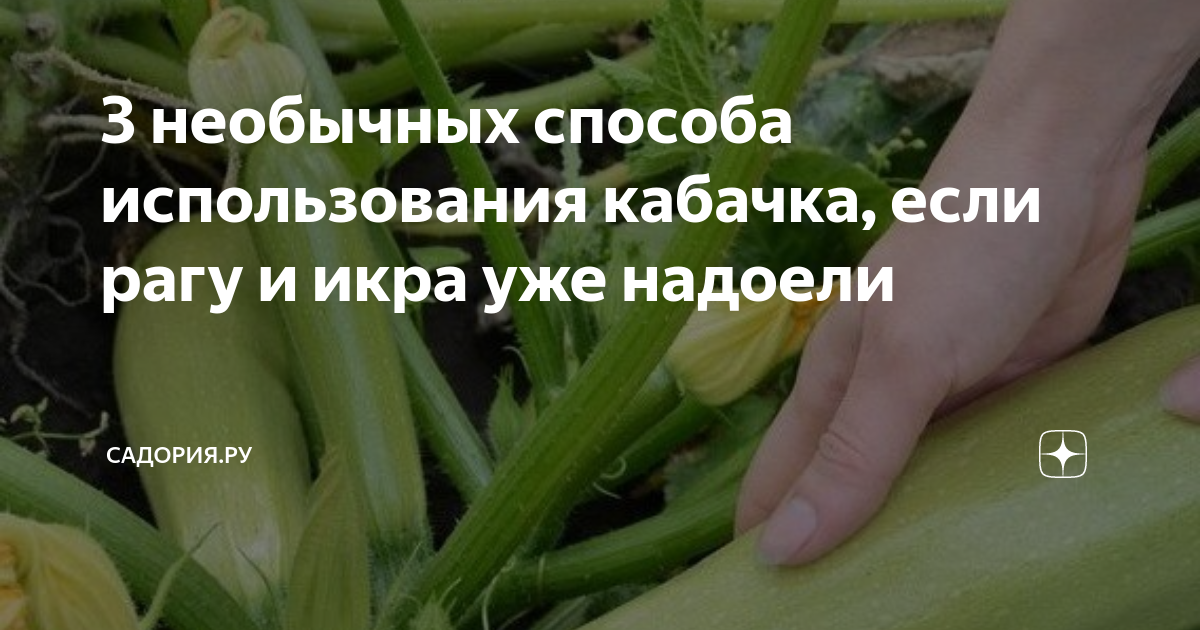 3 необычных способа использования кабачка, если рагу и икра уже надоели ...