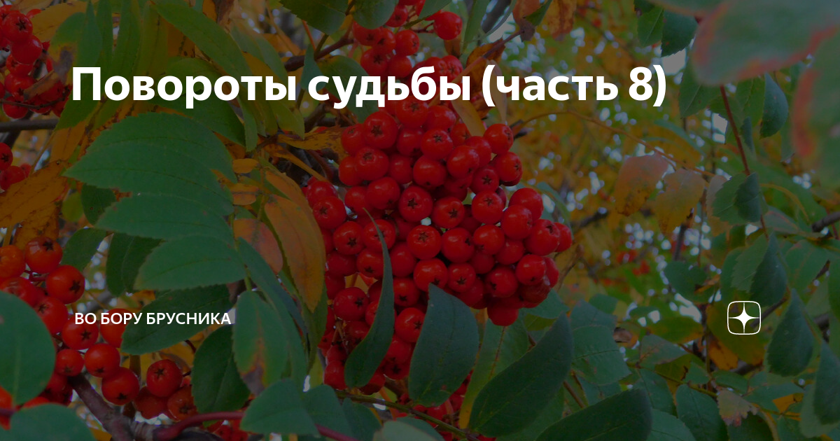 Брусника во бору дзен осколки души 3. Любовь с полынной горечью во Бору брусника.