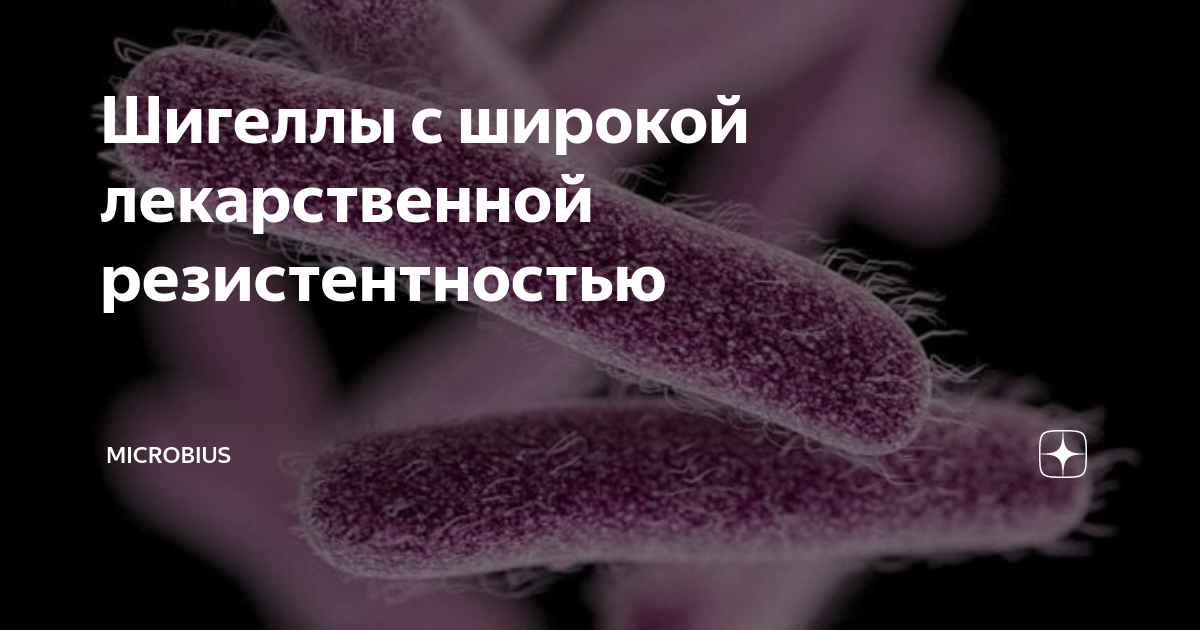 Shigella (шигеллы, род бактерий)