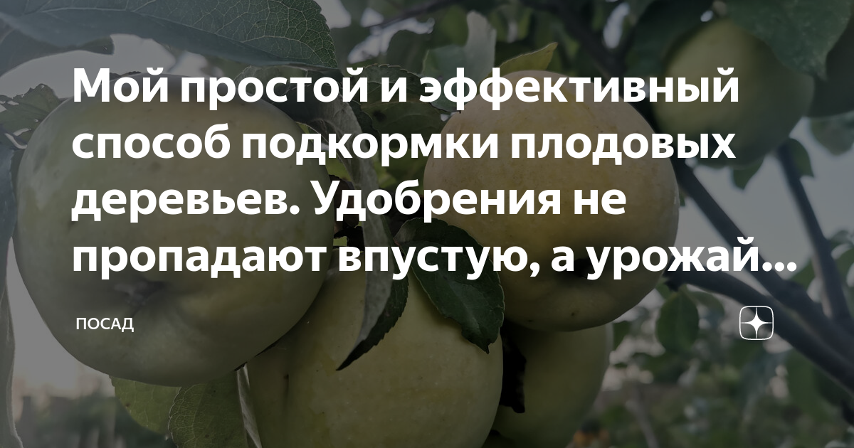 Мой простой и эффективный способ подкормки плодовых деревьев. Удобрения ...