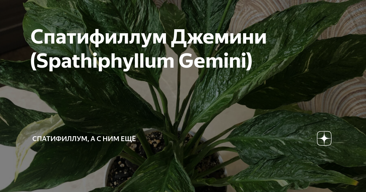 Спатифиллум Джемини (Spathiphyllum Gemini) | Спатифиллум, а с ним ещё | Дзен