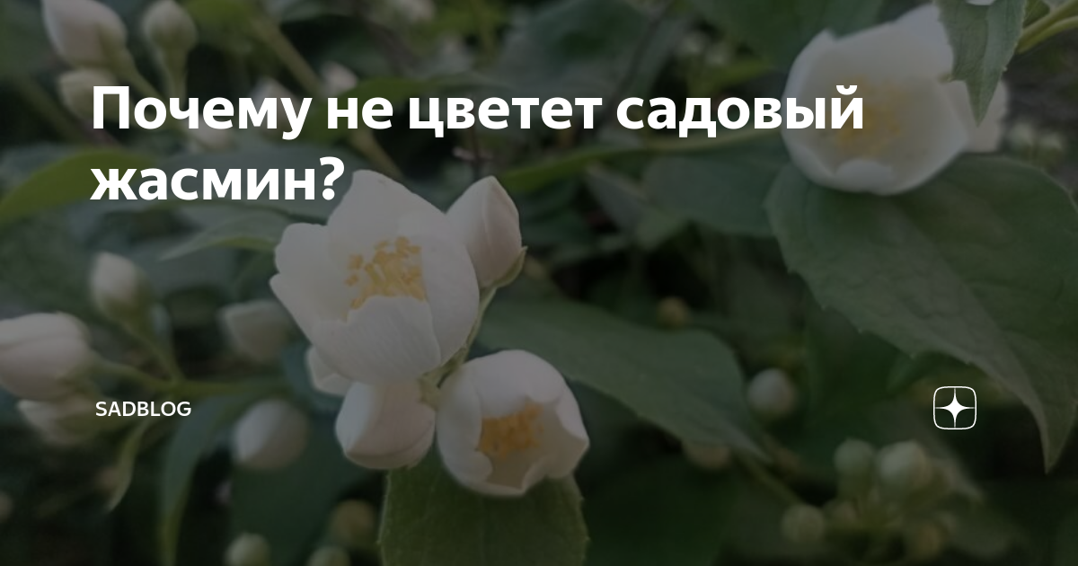 Почему не цветет жасмин?