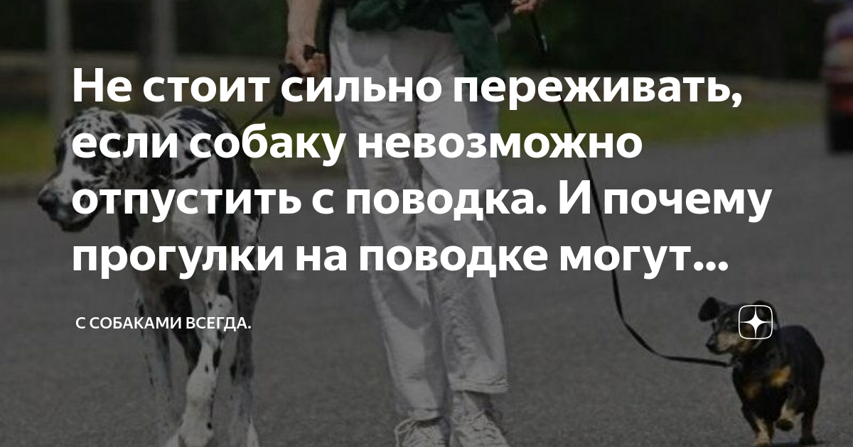 я не могу устоять собака ест оливье
