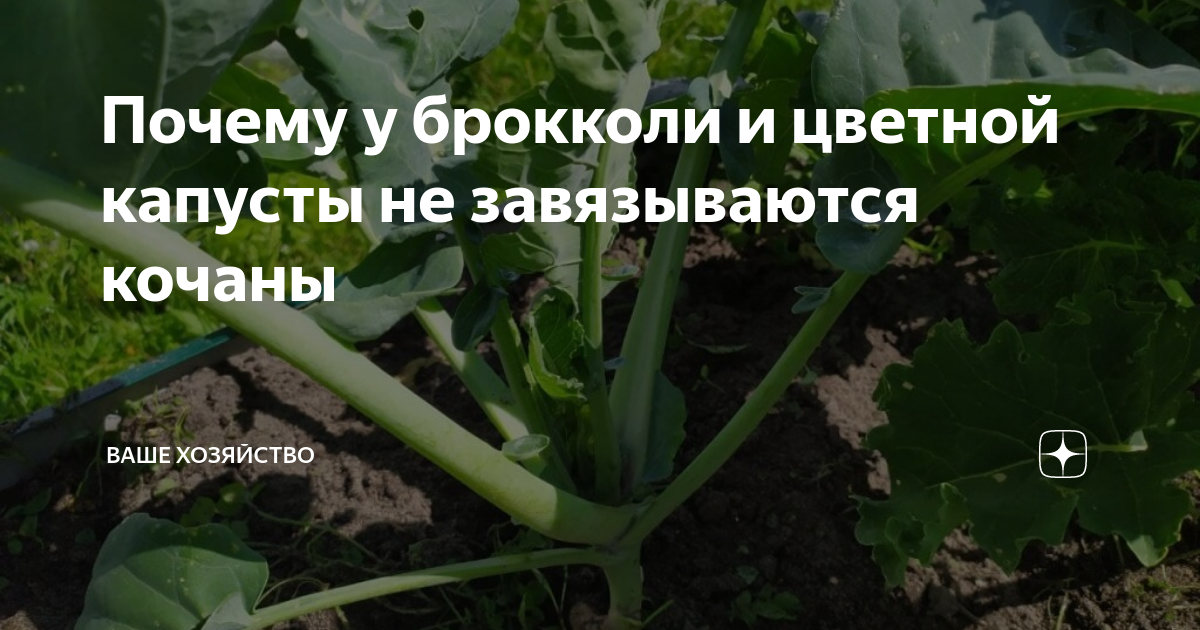 Почему у брокколи и цветной капусты не завязываются кочаны | Ваше ...