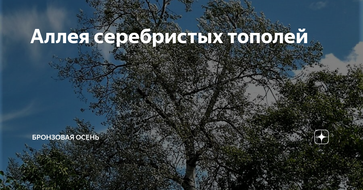 Аллея серебристых тополей глава 124