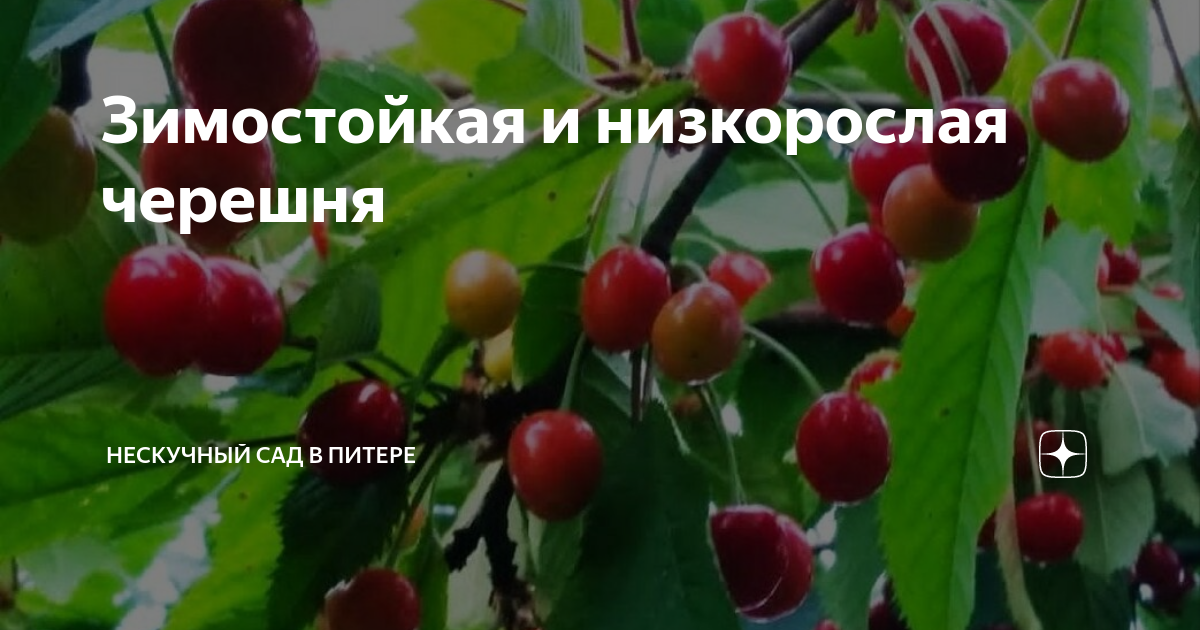 Низкорослые черешни для подмосковья. Черешня низкорослая сорта. Карликовые черешни для Юга России. Карликовая черешня для квартиры. Карликовая черешня сорт сем.