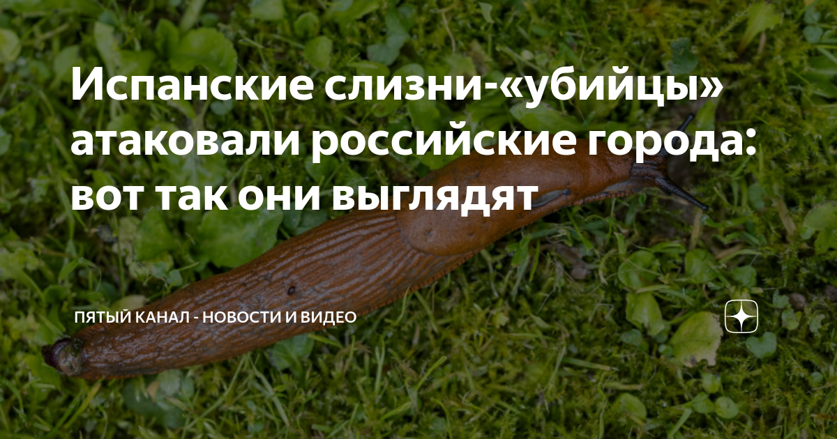 Испанский слизень фото чем опасен для человека. Испанские слизни в Подмосковье. Городские слизни. Слизни гиганты в Подмосковье