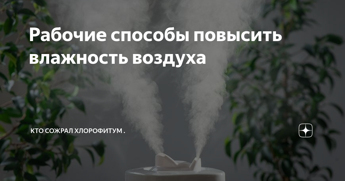 Как повысить влажность воздуха для растений? Увлажнение воздуха :: myPlants