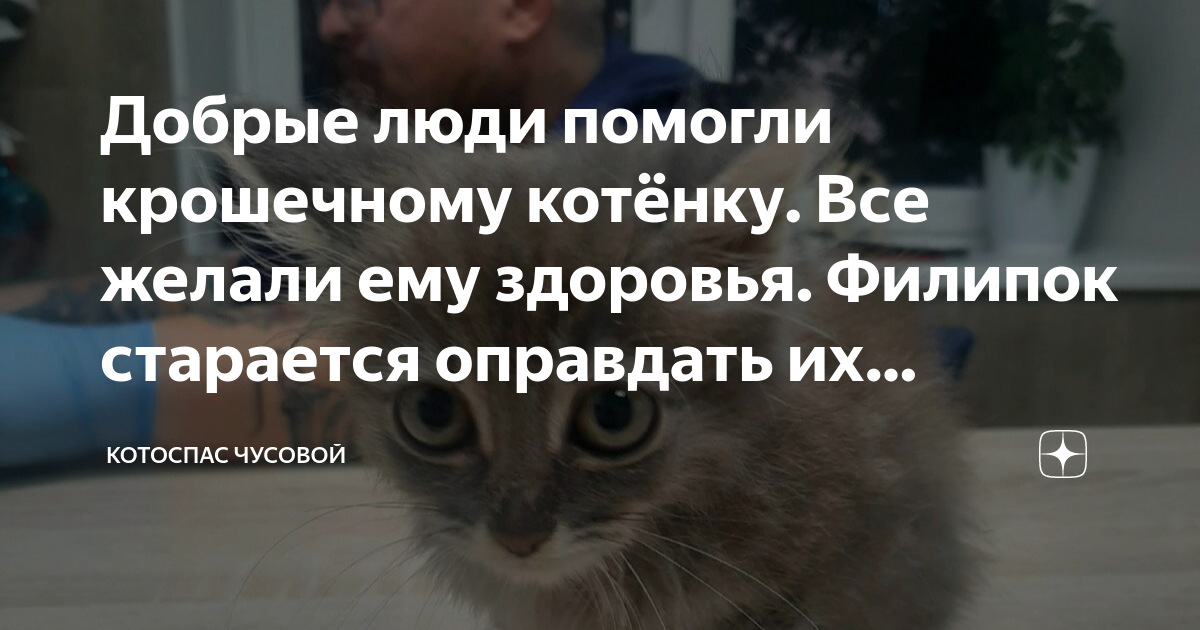 Добрые люди помогли крошечному котёнку. Все желали ему здоровья ...