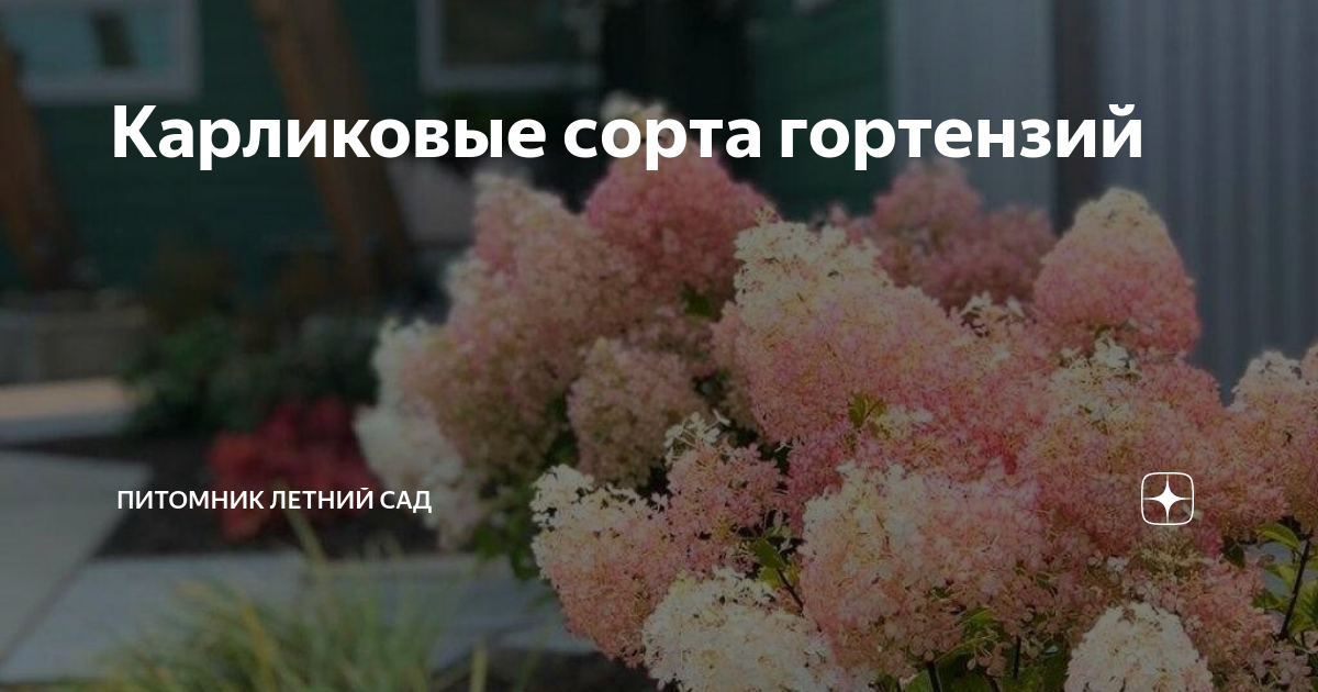 Карликовые сорта гортензий | Питомник Летний Сад | Дзен