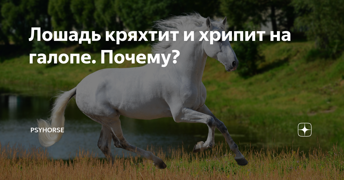Лошадь кряхтит и хрипит на галопе. Почему? | Psyhorse | Дзен