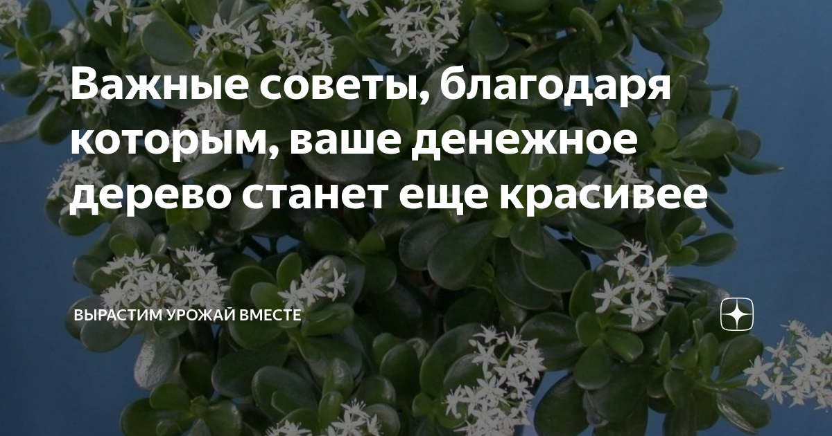 Подкормка для толстянки. Удобрение для денежного дерева. Чем удобрять денежное дерево. Удобрения для денежное дерево цветы.