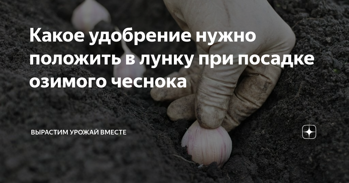 Какое удобрение для озимого чеснока. Глубина посадки чеснока осенью. На каком расстоянии сажать чеснок под зиму. Глубина посадки чеснока под зиму в Подмосковье. Схема посадки чеснока на зиму.