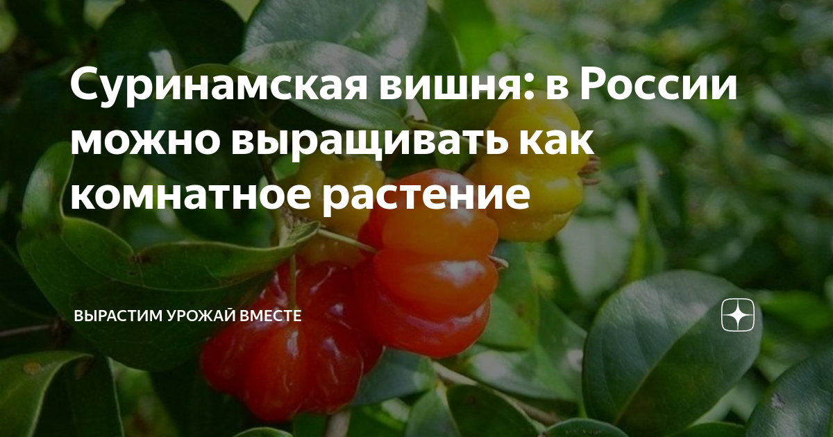 Суринамская вишня: в России можно выращивать как комнатное растение