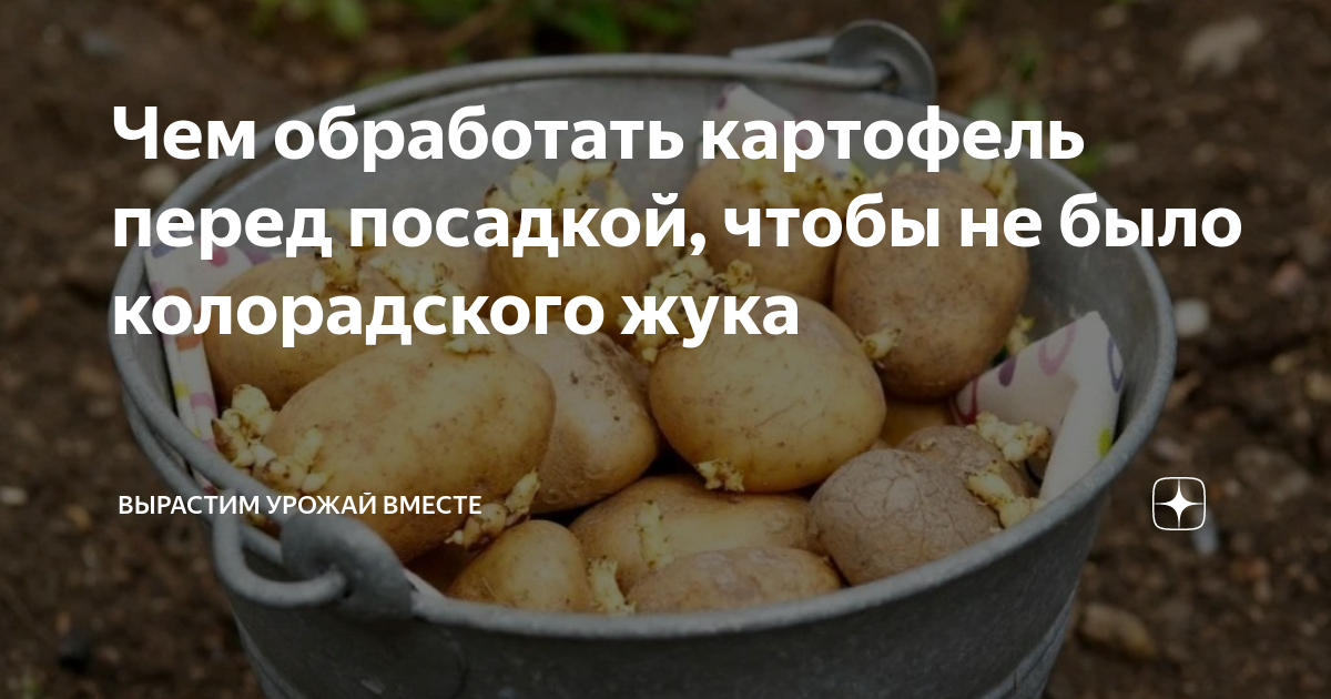 Чем обработать картофель перед посадкой, чтобы не было колорадского ...