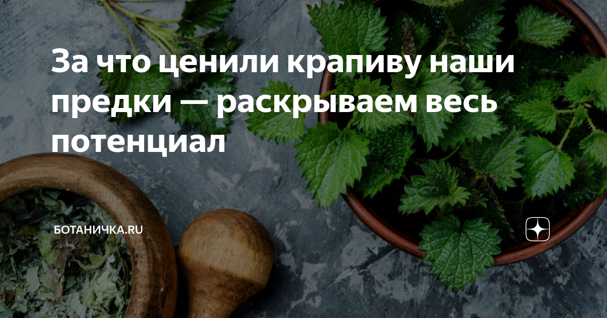 Скошенная крапива. Порот крапивой. Крапива. Фестиваль крапивы в крапивне. Международный фестиваль крапивы в крапивне.