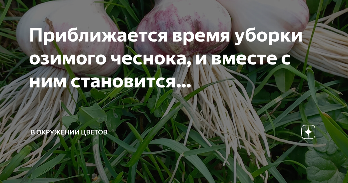 Когда убирать чеснок в подмосковье в 2022. Убираем свеклу. Календарь уборки урожая. Как снять свеклу. Уборка свеклы по снегу.