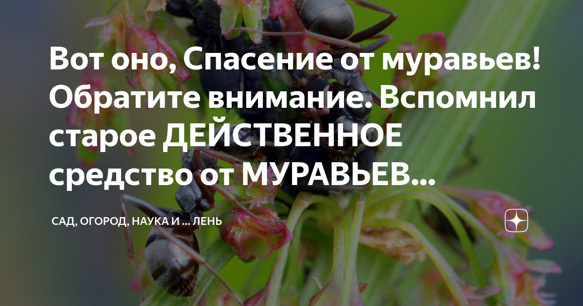 Вот оно, Спасение от муравьев! Обратите внимание. Вспомнил старое ...