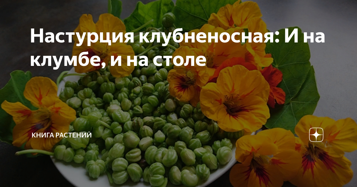 Настурция клубненосная