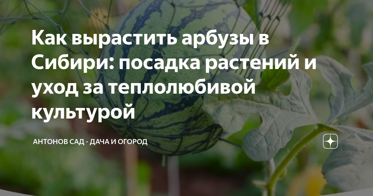 Как вырастить арбузы в Сибири: посадка растений и уход за теплолюбивойкультурой