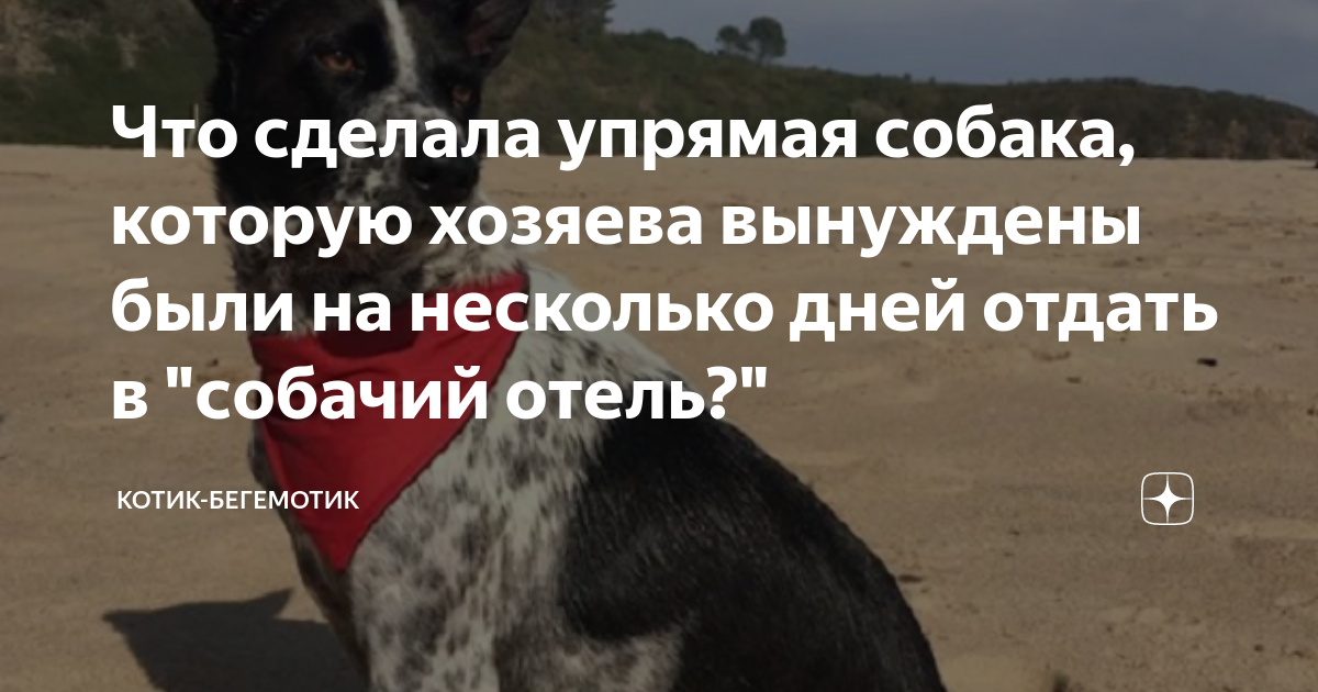 Что сделала упрямая собака, которую хозяева вынуждены были на несколько ...